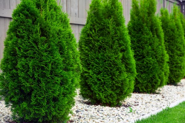Arborvitae Planting in Poulsbo