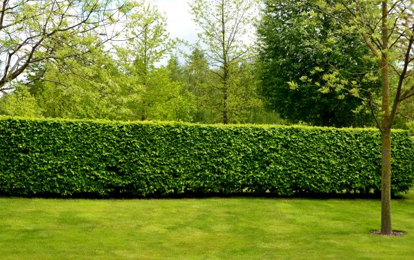 Hedge Planting in Poulsbo