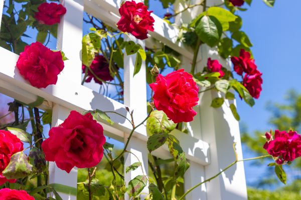 Home Gardening Service in Poulsbo
