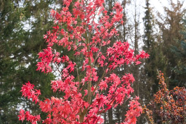 Japanese Maple Planting in Poulsbo