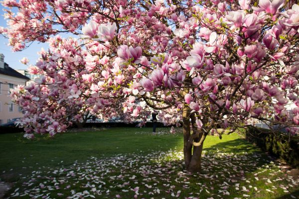 Magnolia Tree Planting in Poulsbo