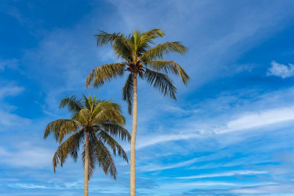 Palm Tree Planting in Poulsbo