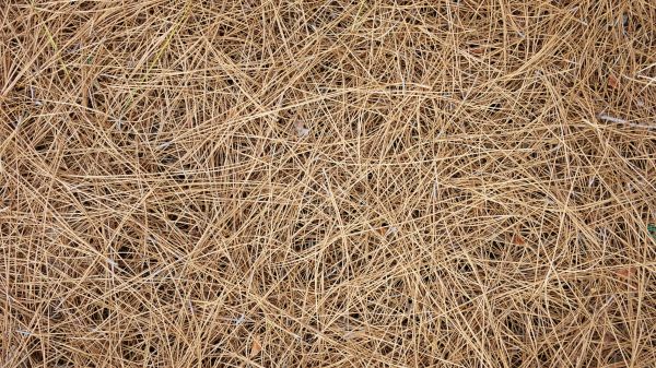 Pine Needles Delivery in Poulsbo