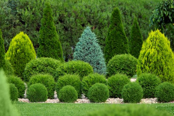 Shrub Replacement in Poulsbo