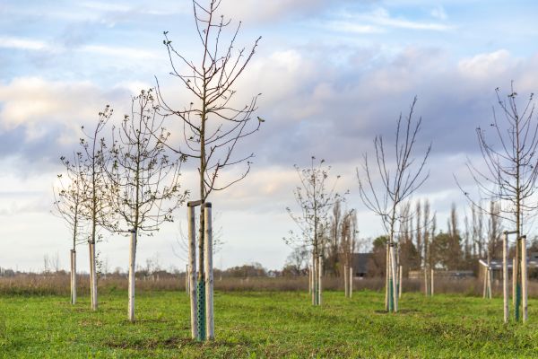 Tree Installation Service in Poulsbo