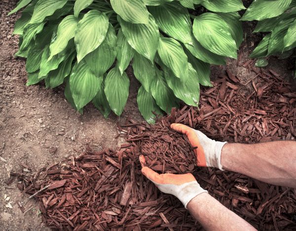 Shredded Mulch Service in Poulsbo