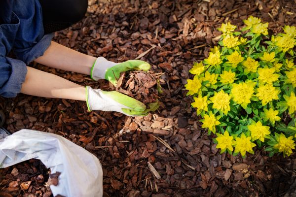 Pine Bark Mulch Installation in Poulsbo