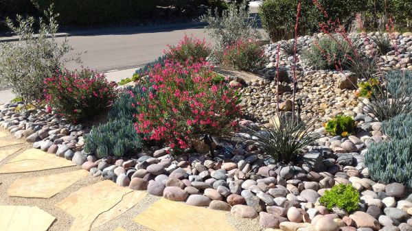 Xeriscape Landscaping in Poulsbo