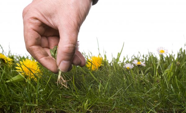 Lawn Weeding in Poulsbo