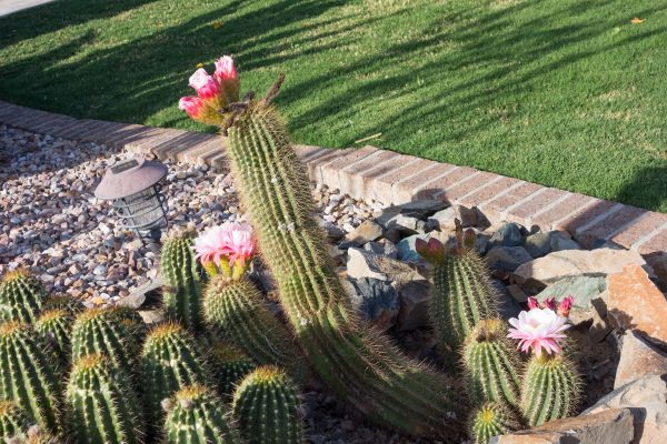Desert Landscaping in Poulsbo