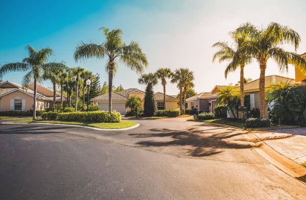 Palm Tree Landscaping in Poulsbo