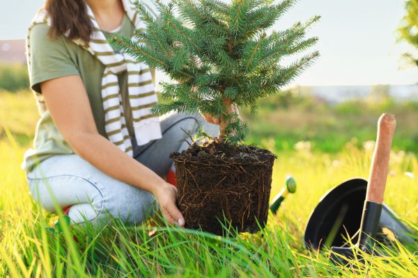 Spruce Tree Planting in Poulsbo