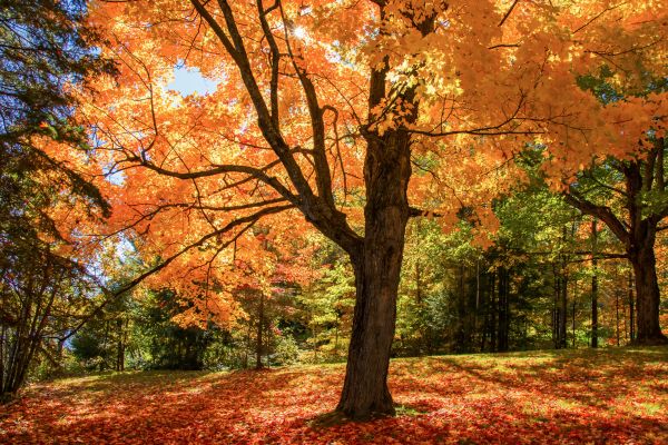 Maple Tree Planting in Poulsbo