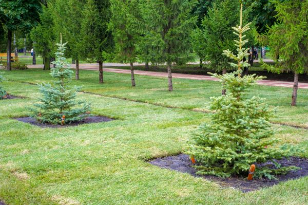 Privacy Trees Planting in Poulsbo