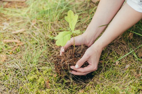 Oak Tree Planting in Poulsbo