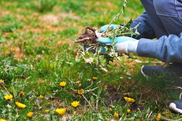 Flower Bed Clearing in Poulsbo