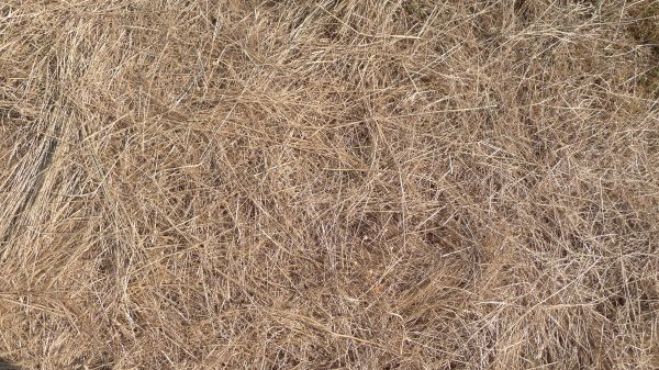 Pine Straw Replacement in Poulsbo