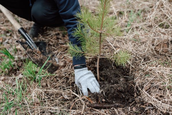 Pine Tree Planting in Poulsbo