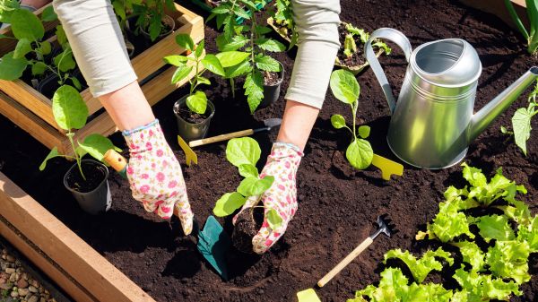 Garden Bed Installation in Poulsbo