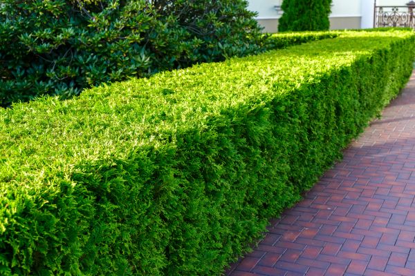 Hedge Installation in Poulsbo