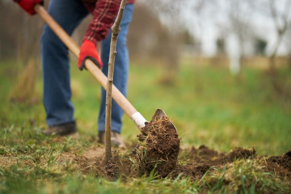 Trees Planting in Poulsbo