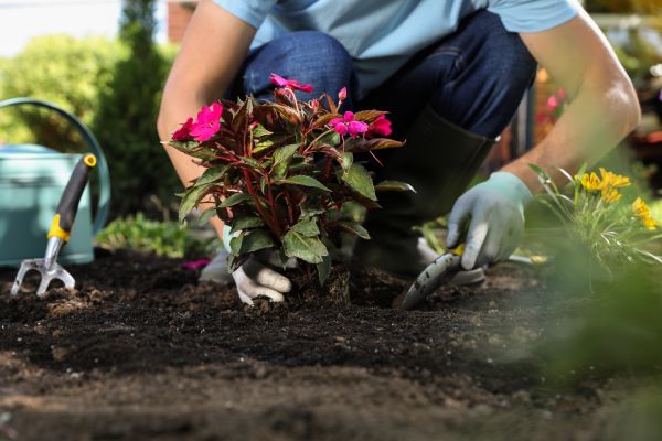 Plant Replacement in Poulsbo