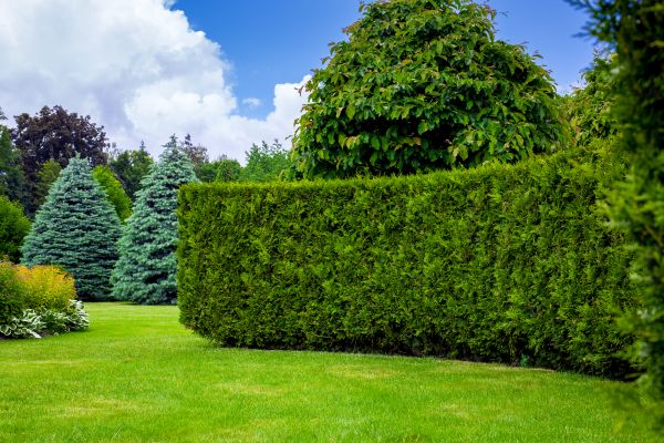 Hedge Landscaping in Poulsbo