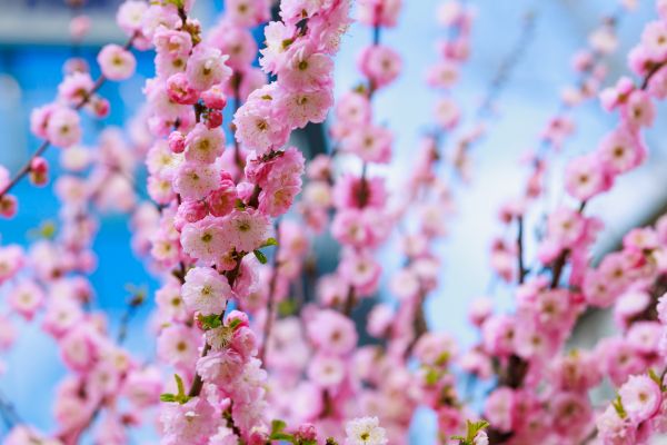 Japanese Cherry Tree Planting in Poulsbo