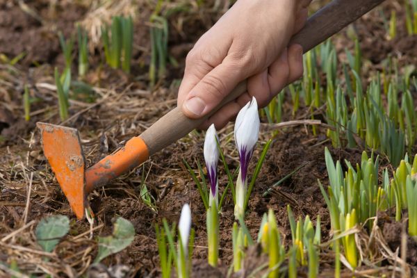 Flower Garden Weeding in Poulsbo