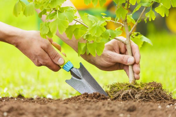 Fruit Tree Planting in Poulsbo