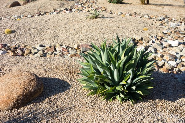 Xeriscaping Service in Poulsbo