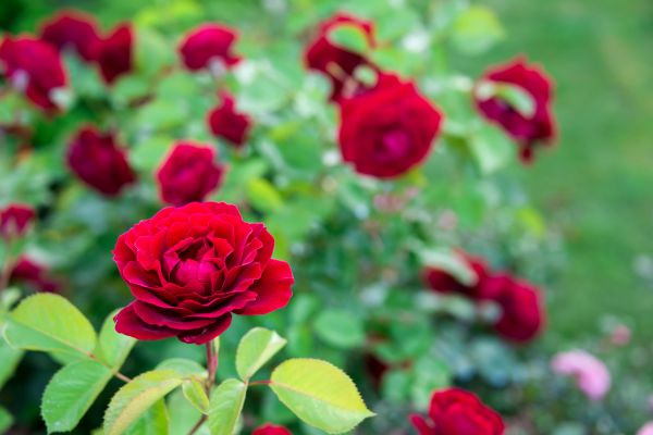 Rose Planting in Poulsbo