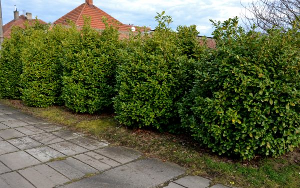 Privacy Shrub Installation in Poulsbo