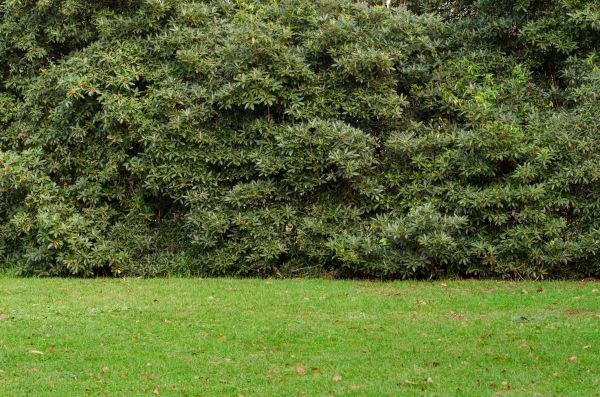 Privacy Hedge Planting in Poulsbo