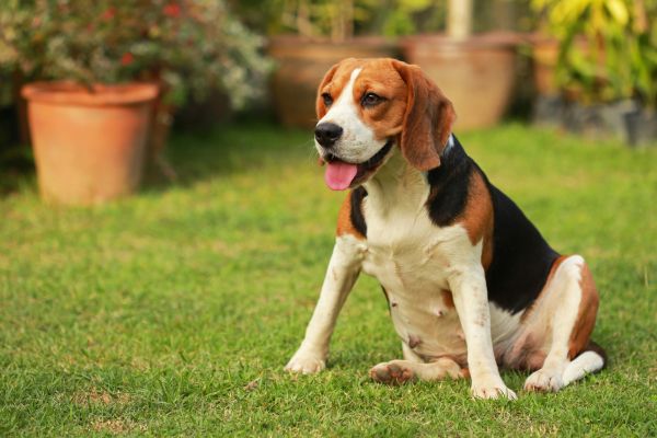 Dog Friendly Landscaping in Poulsbo