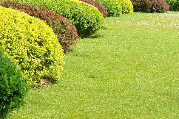 Shrubbery Planting in Poulsbo