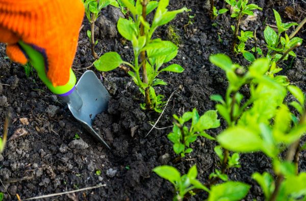 Hydrangea Planting in Poulsbo