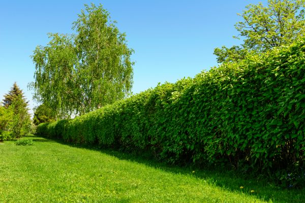 Hedge Replacement in Poulsbo