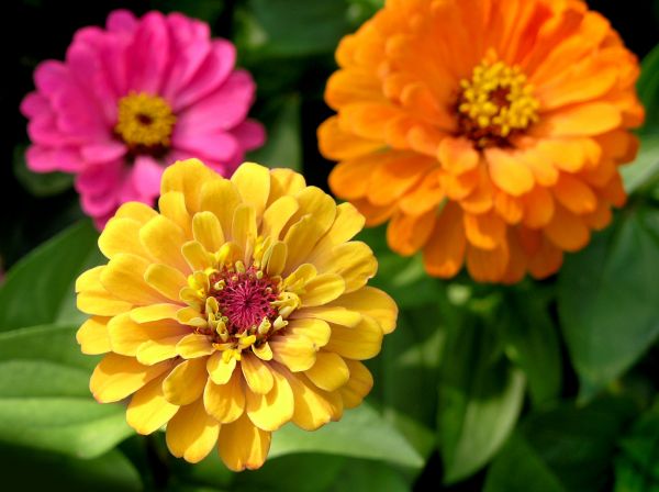 Zinnia Planting in Poulsbo