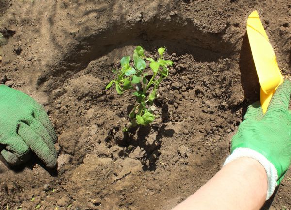 Rose Bush Planting in Poulsbo