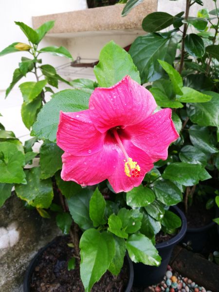 Hibiscus Planting in Poulsbo