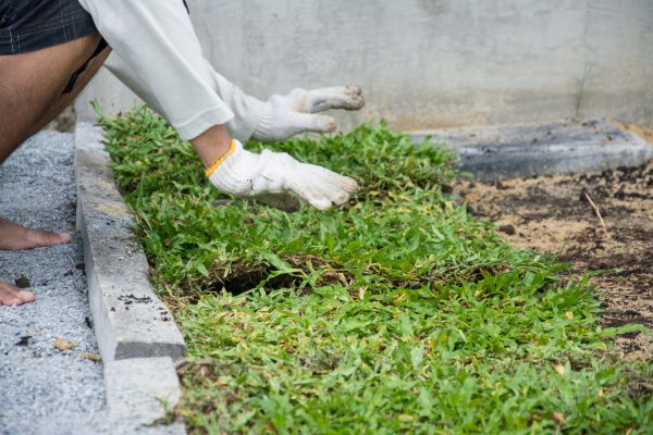 Ground Cover Planting in Poulsbo