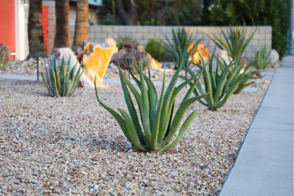 Drought Resistant Landscaping in Poulsbo