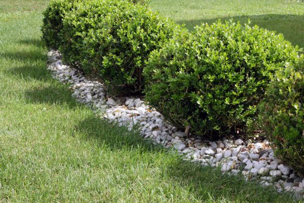 Boxwood Planting in Poulsbo