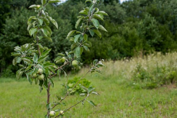 Apple Tree Planting in Poulsbo