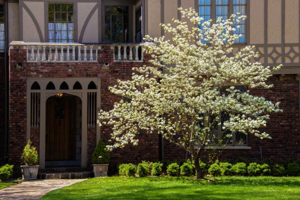 Dogwood Tree Planting in Poulsbo