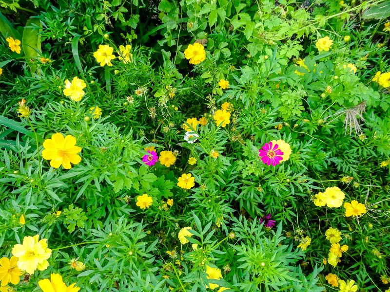 Perennial Flower Planting