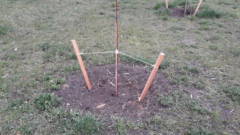 Tree Staking Service